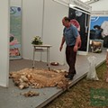 I Congresso Ovinocultura e Caprinocultura dos Açores ARCOA_7 (1).jpg